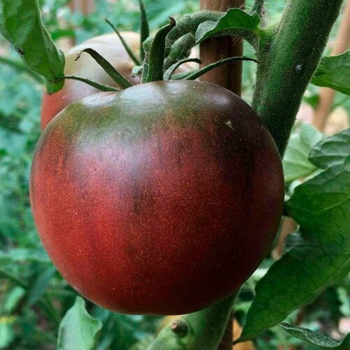 ���� ����� ����� ����� ����� F1 5 �� ��� ��� ����������� - 5 ��., ������ �� 890 ���