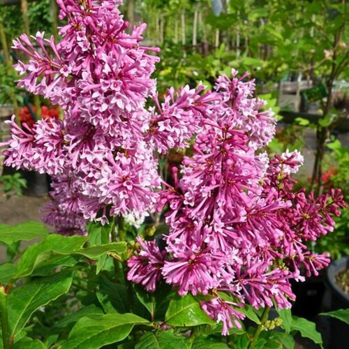 ���� ������ ������� (1 ������� � ������ 15-20 ��). Szkolka roslin A.M (������), ������ �� 1120 ���