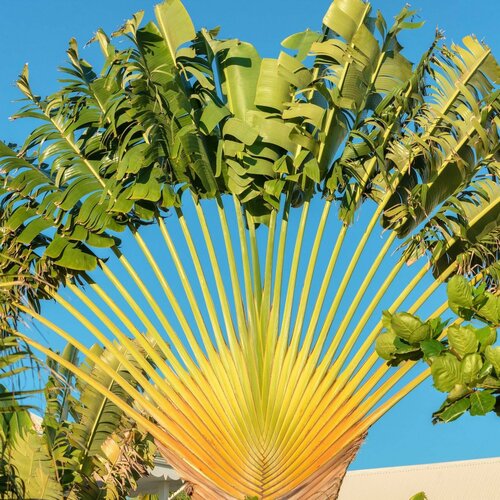    Ravenala madagascariensis  3    -     , -, 