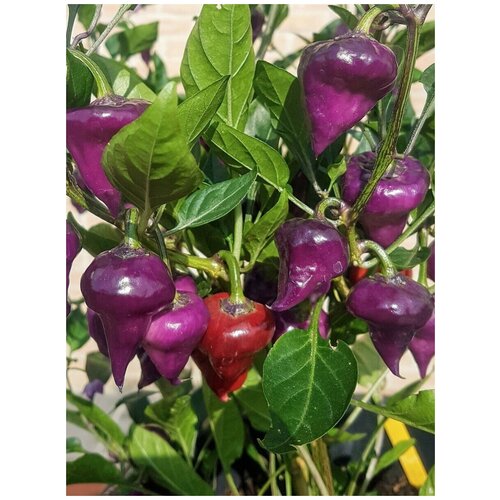     Purple UFO ( ), 5 ,   350 