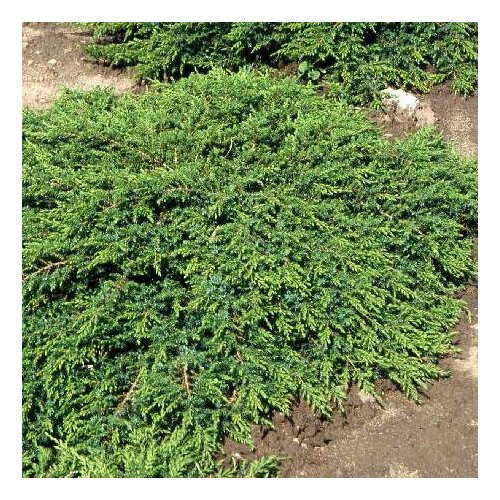 ���� ������������ ������������ ���� ������ (Szkolka roslin A.M (������)), 1 ������� � ������ 15-20 ��, ������ �� 1183 ���