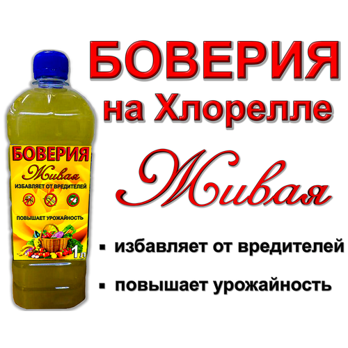 ���� �������, ����� �� ��������, 1 ����., ������ �� 490 ���