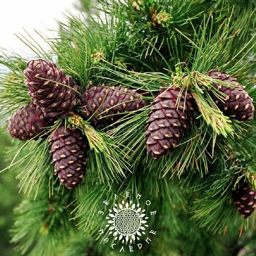     -   (. Pinus sibirica) 25   -     , -, 