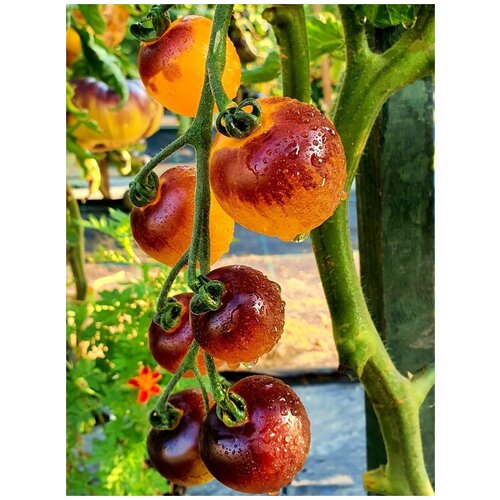       (Indigo Fireball), 10 ,   350 