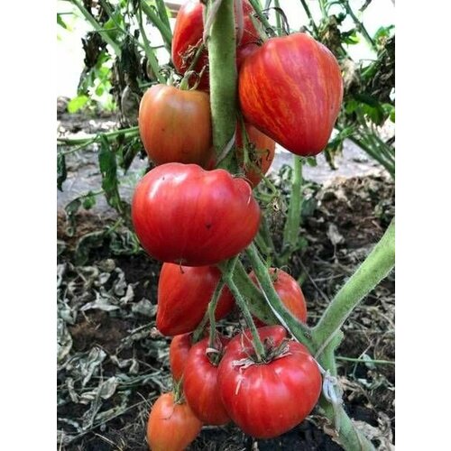 ���� ������������� ������ ������ ������� ������� �����, ������ �� 104 ���