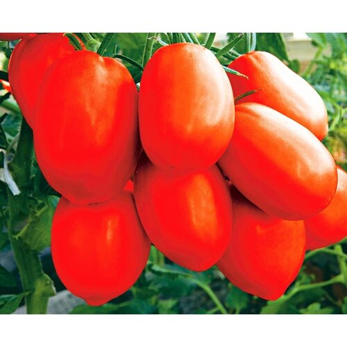    F1  -  15    ,   120 