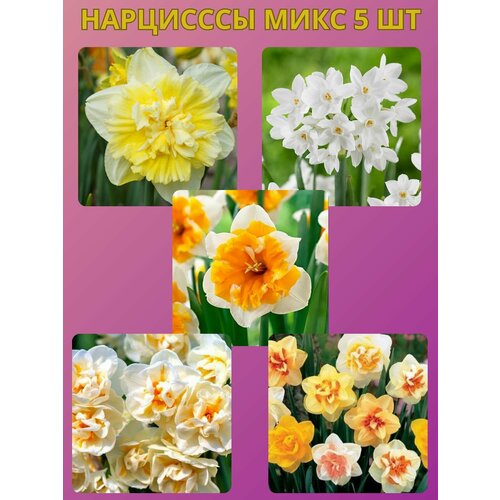 ���� �������� ����������� �����, �������� 5 �� ����4, ������ �� 450 ���