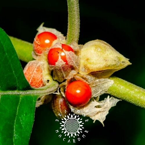    -   (. Withania somnifera) 15 ,   445 