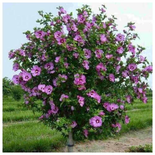 ���� �������� ���������, ������ ������, ������ �� 500 ���