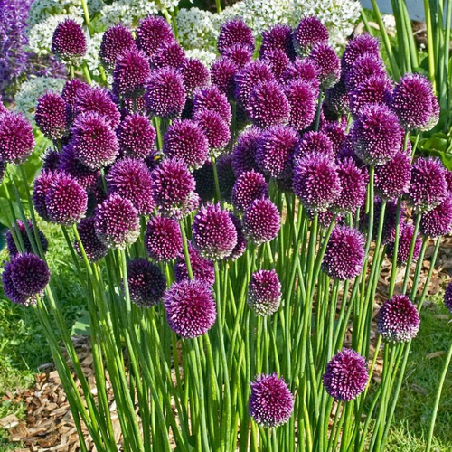 ���� �������� ������ , WOW FLOWERS , ������ ������������ , ���������� , ( 10 ���� ), ������ �� 560 ���