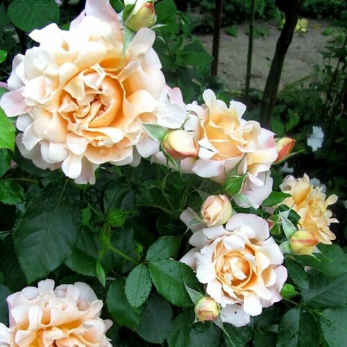 ���� ���� ���������� ���� ������, ������ �� 1499 ���