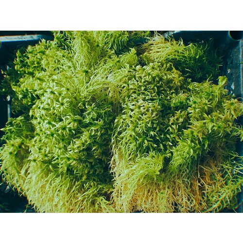 ���� ��� �������, �����, ������ ������, 1��., ������ �� 670 ���