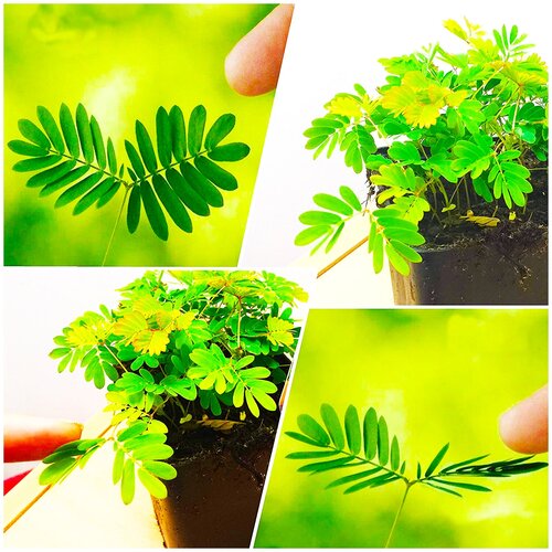 ���� ������ ��������� ��������� ������ ���������, 15 ��, ������ �� 337 ���