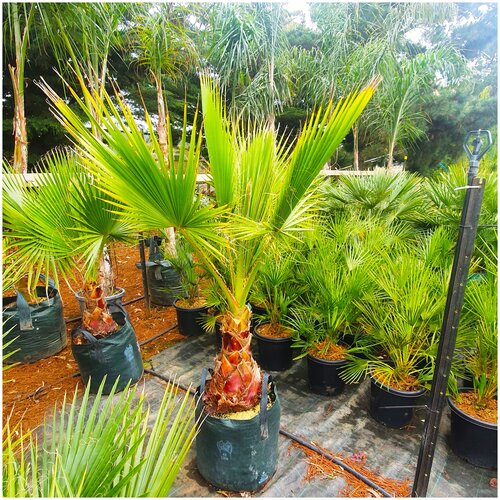 ���� ������ ��������� ����������� ������� ��������, 5 ��, ������ �� 372 ���