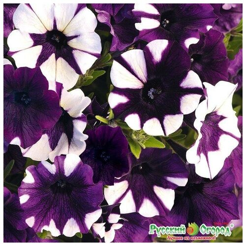 ���� ������. �����. ������� F1 