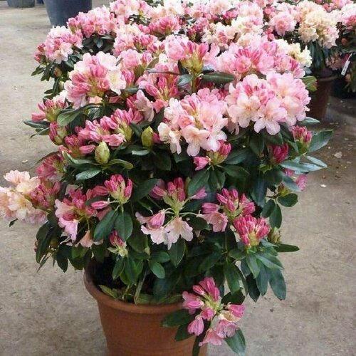  ,   (Rhododendron MAXIMUM), ,   459 