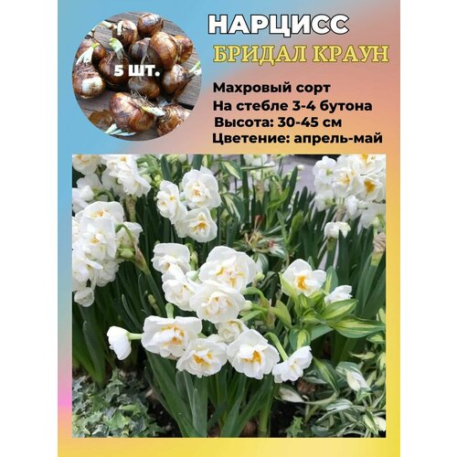 ���� ������� ��������, �������� 5 ����, ������ �� 550 ���