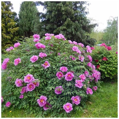 ���� ������ ������ ���� ����������� ���� 5 ��., ������ �� 350 ���