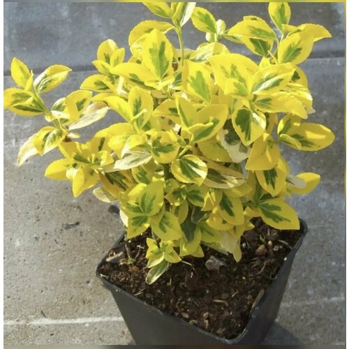 ���� ��������� �������� ����, ������ �� 1450 ���