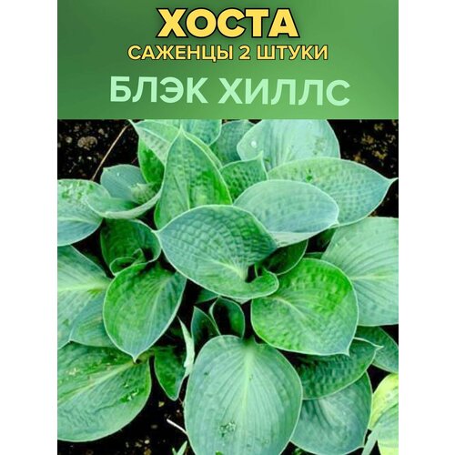 ���� ����� �������, ����������� �������� 2�����, ������ �� 850 ���