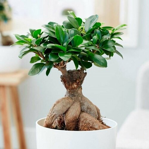 ���� ����� ����������, Ficus Hilli, ������, ������ �� 420 ���