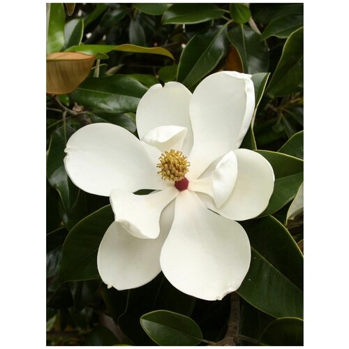      (Magnolia grandiflora), 5    -     , -, 