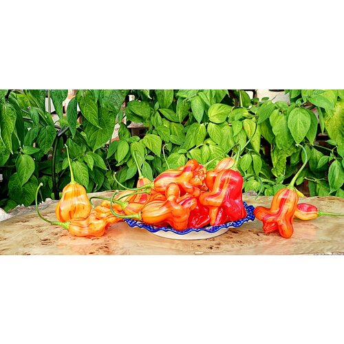 ���� ������ ����� ���� ������� (Zebrange) / Seeds And Goods / � �������� zip-lock ��� ���������� 10 �����, ������ �� 269 ���