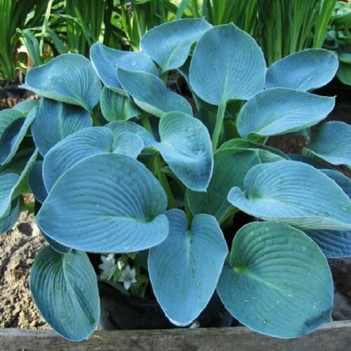 ���� ����� ������ ��� (M), ������ �� 909 ���