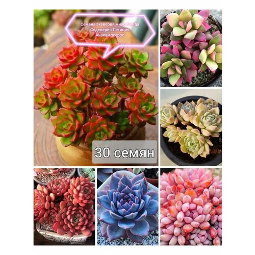 ���� ������ ��������, ������� �������, ����������� ���� 30��, ������ �� 499 ���