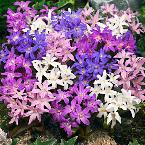   , chipollino flowers,  MIXED (20 ),   790 