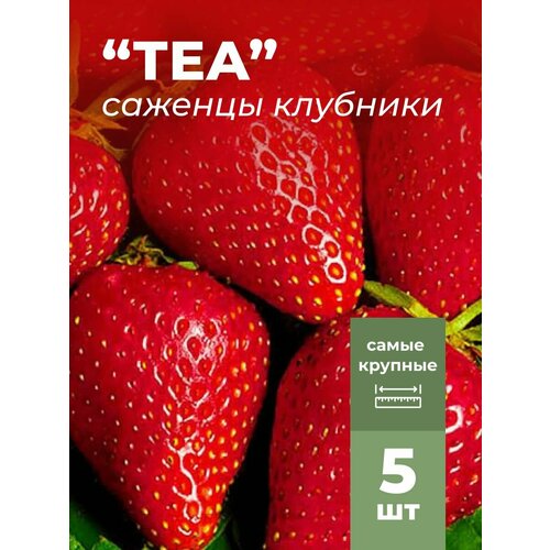 ���� �������� ����� ������������� ��� �������/��������� �������� 5 ��, ������ �� 799 ���