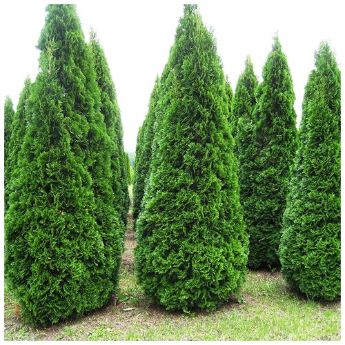 ���� ������ ��������� ��� �������� �������-�����, 50 ��, ������������ ���� ���, ������ �� 450 ���