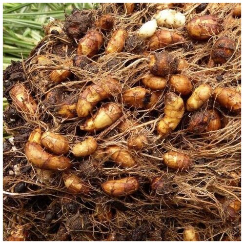 ���� ������ ������ ����, �������� ������� 10 ��., ������ �� 300 ���