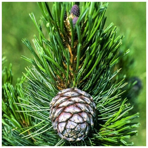     -   (. Pinus sibirica)  50,   367 