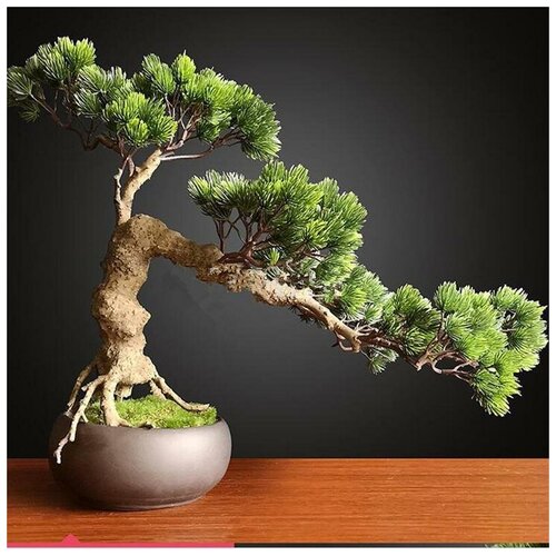 ���� ������������, ������ ������, ������ �� 430 ���