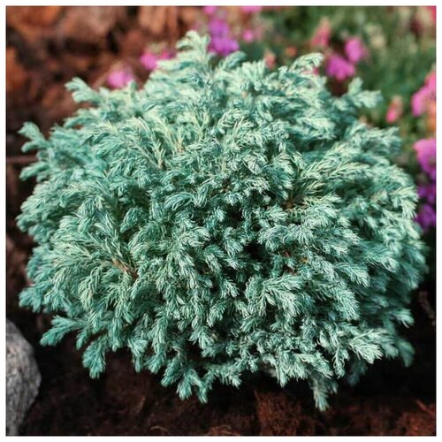 ���� ������ ������ ����������� ������������� 25 ��., ������ �� 350 ���