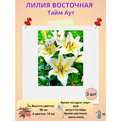 ���� ����� ���������, ���� ���, ����������� �����, ������ �� 400 ���