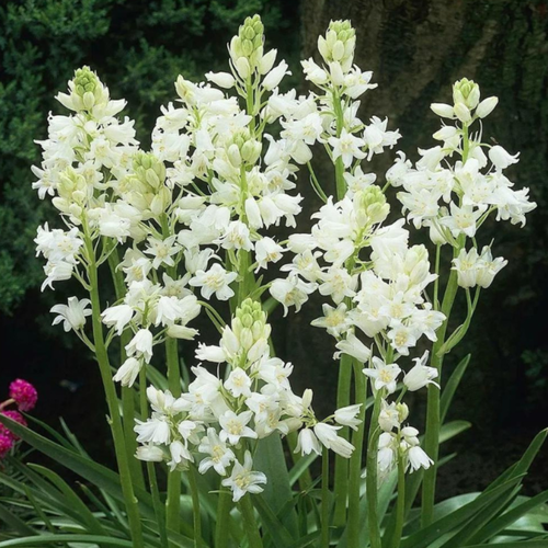   , bulbs servise,   ( 10  ),   420 