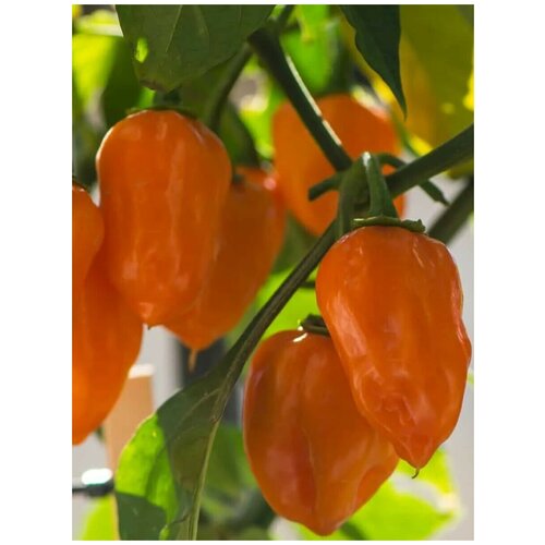     Habanero orange ( ), 5 ,   360 
