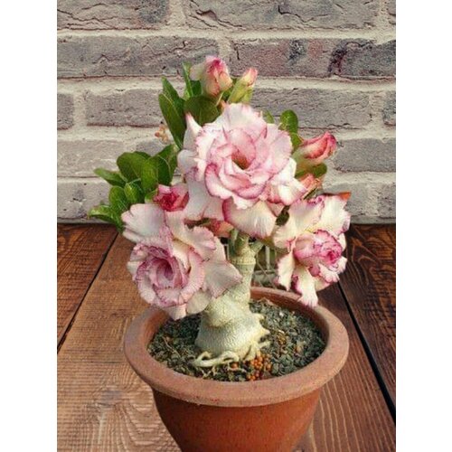 ���� ������� Peony, ����, ������, ������ �� 394 ���