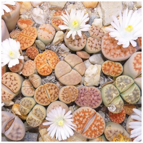 ���� ������ ������ ��������� ������ Lithops Karasmontana mix 10 ��., ������ �� 350 ���