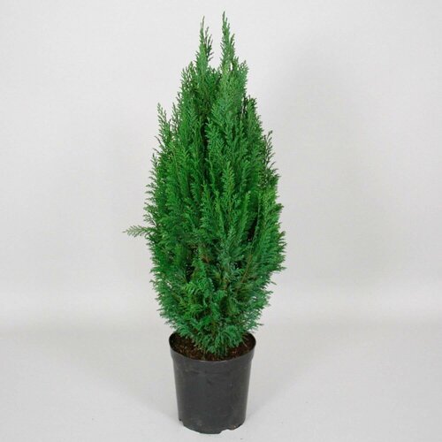 ���� �������� ����������� ������� ������ �5 H50-60, ������ �� 2999 ���