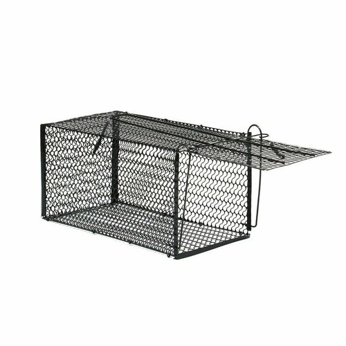 ���� ���������� 36 � 17 � 17 ��, ������, ������ 