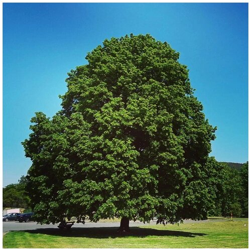 ���� ������ ������ ���� ������������� 20 ��., ������ �� 300 ���