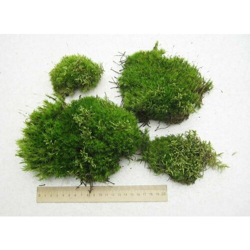 ���� ��� ����������� �������. ������� ������ ��������., ������ �� 690 ���