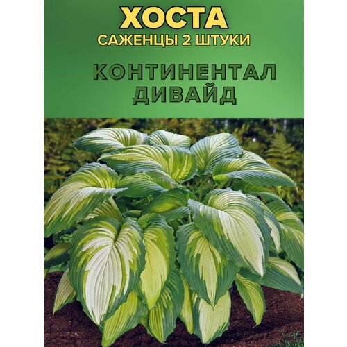 ���� ����� �������, ����������� �������� 2�����, ������ �� 850 ���