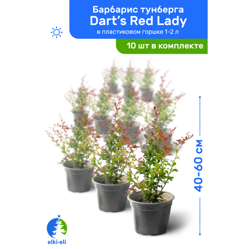    Dart's Red Lady (  ) 40-60     1-2 , ,   ,   10 ,   18550 