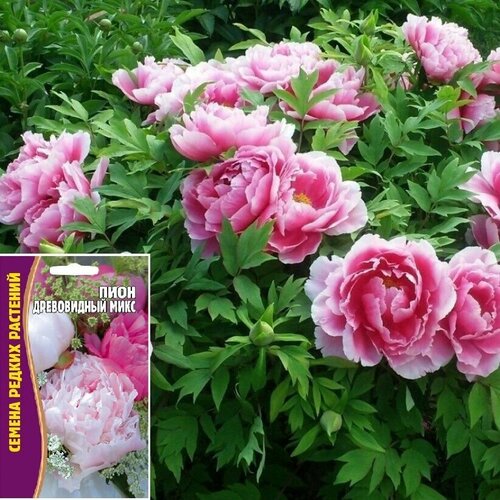 ���� ������ ������ �������������: ���� ����������� ���� (3�� �����), ������ �� 269 ���