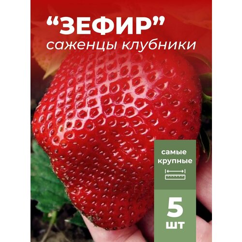 ���� �������� ����� ������������� �����, �������/��������� �������� 5 ��, ������ �� 799 ���