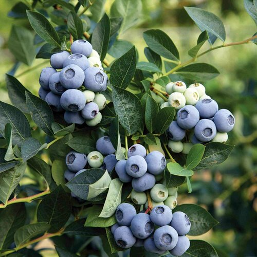 ���� ���� ���� �������� ������� 3� ����� (���) �������., ������ �� 1198 ���